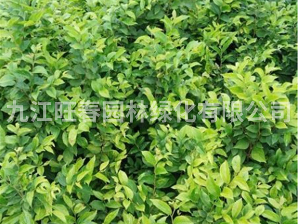 樸樹
